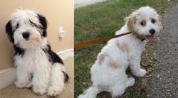 Mini Sheepadoodles vs Cavachon - Breed Comparison