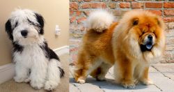 Mini Sheepadoodles vs Chow Chow - Breed Comparison