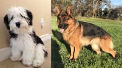 Mini Sheepadoodles vs German Shepherd - Breed Comparison