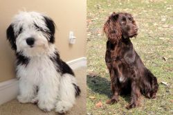 Mini Sheepadoodles vs German Spaniel - Breed Comparison