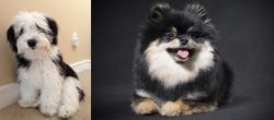 Mini Sheepadoodles vs German Spitz (Klein) - Breed Comparison