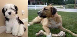 Mini Sheepadoodles vs Irish Mastiff Hound - Breed Comparison