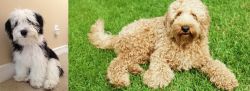 Mini Sheepadoodles vs Labradoodle - Breed Comparison