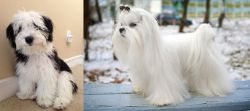 Mini Sheepadoodles vs Maltese - Breed Comparison