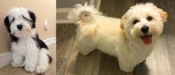 Mini Sheepadoodles vs Maltipoo - Breed Comparison