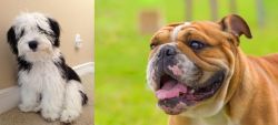 Mini Sheepadoodles vs Miniature English Bulldog - Breed Comparison