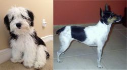 Mini Sheepadoodles vs Miniature Fox Terrier - Breed Comparison