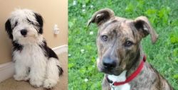 Mini Sheepadoodles vs Mountain Cur - Breed Comparison