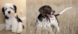 Mini Sheepadoodles vs Old Danish Pointer - Breed Comparison