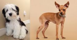 Mini Sheepadoodles vs Russian Toy Terrier - Breed Comparison