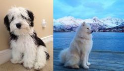 Mini Sheepadoodles vs Samoyed - Breed Comparison