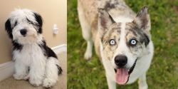 Mini Sheepadoodles vs Shepherd Husky - Breed Comparison