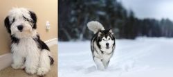 Mini Sheepadoodles vs Siberian Husky - Breed Comparison