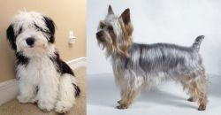 Mini Sheepadoodles vs Silky Terrier - Breed Comparison
