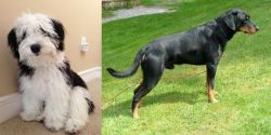 Mini Sheepadoodles vs Smalandsstovare - Breed Comparison
