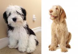 Mini Sheepadoodles vs Spinone Italiano - Breed Comparison