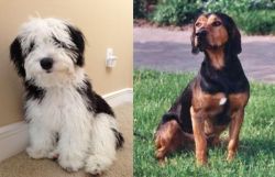 Mini Sheepadoodles vs Tyrolean Hound - Breed Comparison