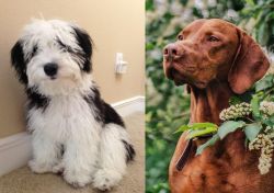 Mini Sheepadoodles vs Vizsla - Breed Comparison