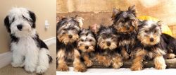 Mini Sheepadoodles vs Yorkshire Terrier - Breed Comparison