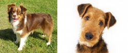Miniature Australian Shepherd vs Airedale Terrier - Breed Comparison