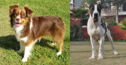 Miniature Australian Shepherd vs Alangu Mastiff - Breed Comparison