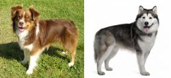 Miniature Australian Shepherd vs Alaskan Malamute - Breed Comparison