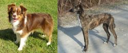 Miniature Australian Shepherd vs American Staghound - Breed Comparison