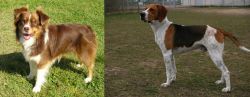 Miniature Australian Shepherd vs Anglo-Francais de Petite Venerie - Breed Comparison