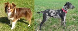 Miniature Australian Shepherd vs Atlas Terrier - Breed Comparison