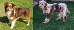 Miniature Australian Shepherd vs Aussie Doodles - Breed Comparison