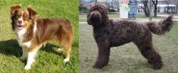 Miniature Australian Shepherd vs Barbet - Breed Comparison