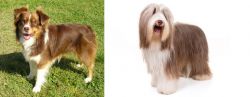 Miniature Australian Shepherd vs Bearded Collie - Breed Comparison