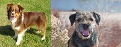 Miniature Australian Shepherd vs Border Terrier - Breed Comparison