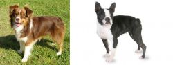 Miniature Australian Shepherd vs Boston Terrier - Breed Comparison