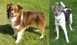 Miniature Australian Shepherd vs Brazilian Terrier - Breed Comparison