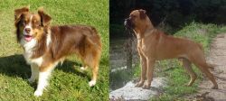 Miniature Australian Shepherd vs Bullmastiff - Breed Comparison