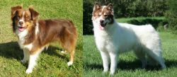 Miniature Australian Shepherd vs Canadian Eskimo Dog - Breed Comparison