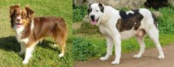 Miniature Australian Shepherd vs Central Asian Shepherd - Breed Comparison