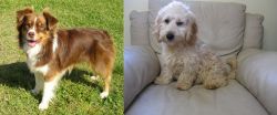 Miniature Australian Shepherd vs Cockachon - Breed Comparison