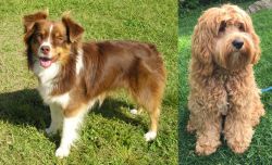 Miniature Australian Shepherd vs Cockapoo - Breed Comparison