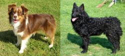 Miniature Australian Shepherd vs Croatian Sheepdog - Breed Comparison