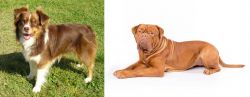 Miniature Australian Shepherd vs Dogue De Bordeaux - Breed Comparison