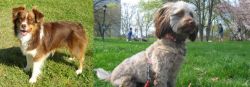 Miniature Australian Shepherd vs Doxiepoo - Breed Comparison
