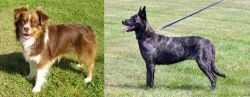 Miniature Australian Shepherd vs Dutch Shepherd - Breed Comparison