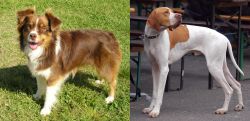 Miniature Australian Shepherd vs English Pointer - Breed Comparison