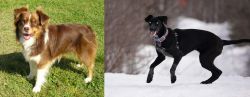 Miniature Australian Shepherd vs Eurohound - Breed Comparison
