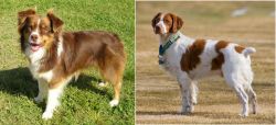 Miniature Australian Shepherd vs French Brittany - Breed Comparison