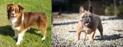 Miniature Australian Shepherd vs French Bulldog - Breed Comparison