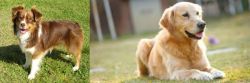 Miniature Australian Shepherd vs Goldador - Breed Comparison