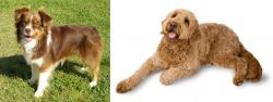 Miniature Australian Shepherd vs Golden Doodle - Breed Comparison